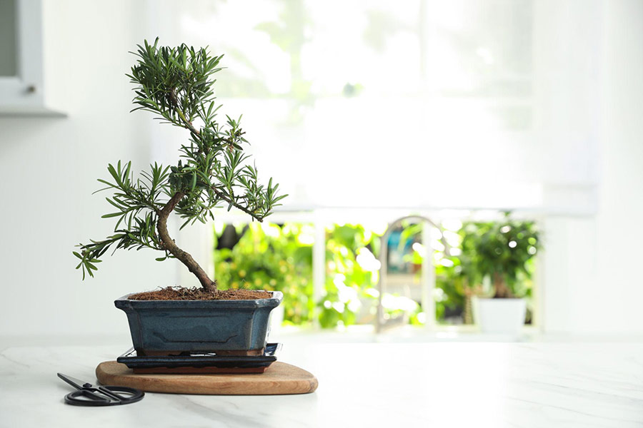 ギャンブルは園芸ではないが、使っている手は同じ手だ